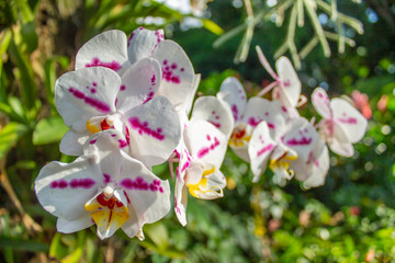 Pretty white and purple orchids in an exotic botanical garden