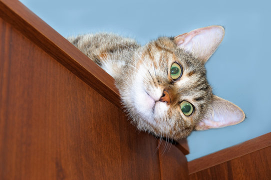 รูปภาพPeeps – เลือกดูภาพถ่ายสต็อก เวกเตอร์ และวิดีโอ52,555 | Adobe Stock