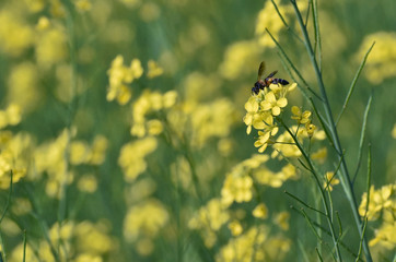 selective focus on a Honey bee sitting on a yellow mustard flower