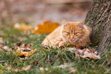 Naklejka na ściany i meble Beautiful Red Cat with Yellow Eyes resting Outdoor. Autumn cat on the green grass with yellow leaves