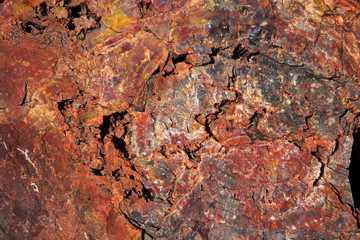 Arizona / USA - August 01, 2015: A petrified tree trunk in Petrified Forest National Park area, Arizona, USA