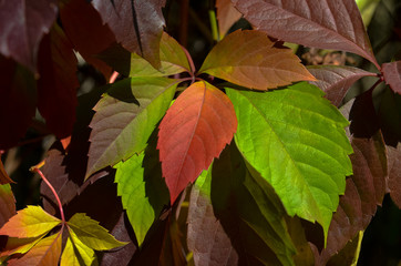 colorful leaves in autumn