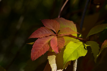 colorful leaves in autumn