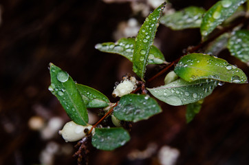 raindrops on green leaves