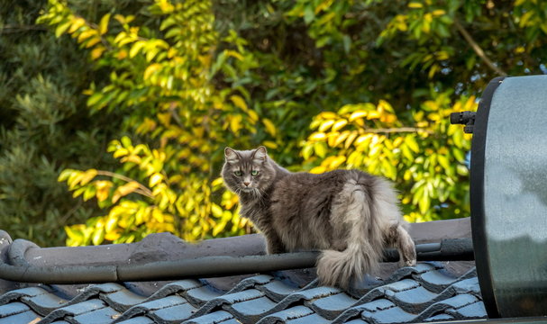 Fluffy grey domestic cat isolated on the roof of a house image in horizontal format
