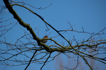 Small robin in a tree