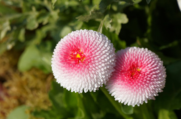 Bellis perennis Hybriden   Maßliebchen oder Gänseblümchen mit spatelförmigen Blätter, zahlreichen schön, ausdauernd, hohen Stielen gefüllte Blütenbälle rosafarbene und weiße  © Marc
