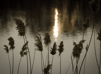 Obraz premium sunset on the lake in summer