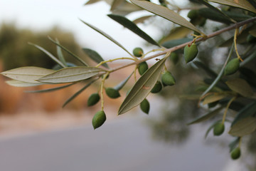 Olive branch with green young olives on blurred background