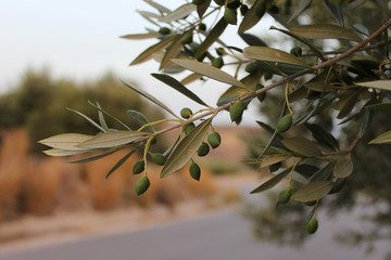Olive branch with green young olives on blurred background
