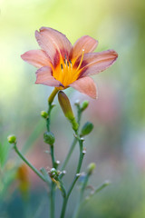Fototapeta premium Gardens flowers - day lily bud