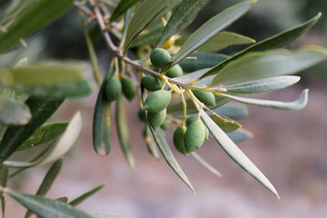 Olive branch with green young olives on blurred background