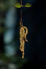 Betula, allergy hazard in spring, birch catkin in front of a birch tree in a blurred background