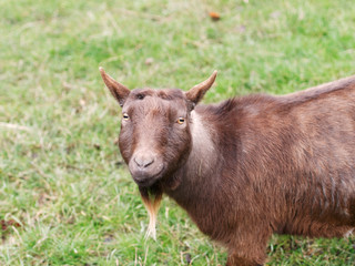 Fototapeta premium Cute brown domestic goat with white beards looking at camera in the farm. Eyes with horizontal pupil.