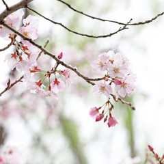 Obraz premium さくら