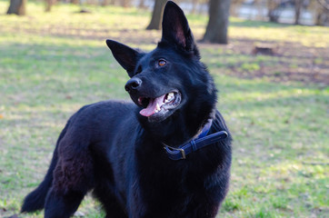 black dog for a walk in the park