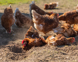 Glückliche und gesunde Hühner beim Sand- und Sonnenbaden in Freilandhaltung	