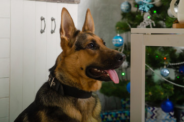 shepherd dog in the new year interior