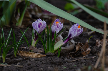 flowers grow in spring on a flower bed