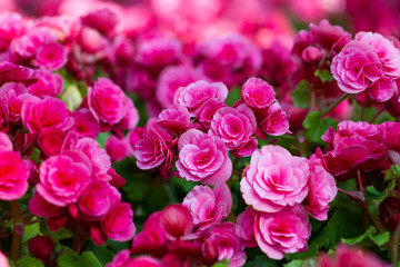 Pink Begonia flowers in the garden