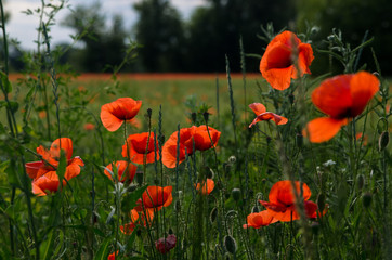 red poppies flowers with green stems on the field