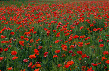 Fototapeta premium red poppies flowers with green stems on the field