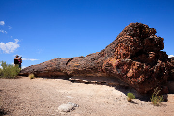 Arizona / USA - August 01, 2015: Tourist look a petrified tree trunk in Petrified Forest National...