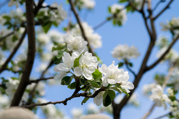 blossoming fruit tree in spring in april