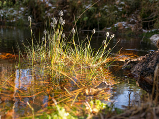 bog landscape in early spring, first spring plants