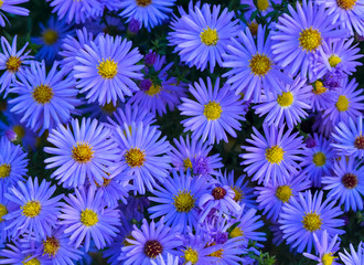 many blue chrysanthemum flowers with a yellow center in the flowerbed