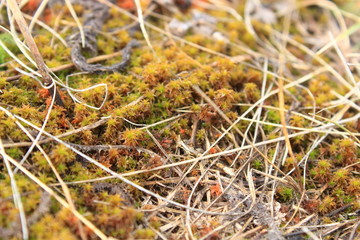 dry grass on top of a hill