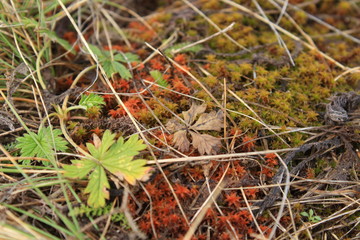dry grass on top of a hill