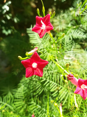 red flowers