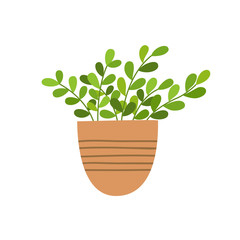 Houseplant in flower pot isolated on white background