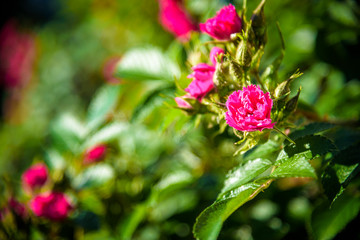 picture of an easy red Rosa nutkana flower that thrives and is beautiful with blooming petals. images can be used as background or wallpaper