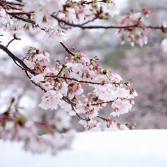 Obraz premium さくら花 つもった雪