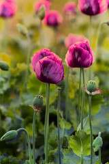 Violet poppies during the golden hours