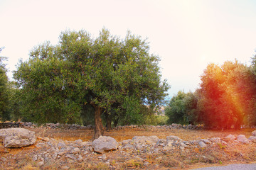 Olive tree garden with green young olives with orange sunlight