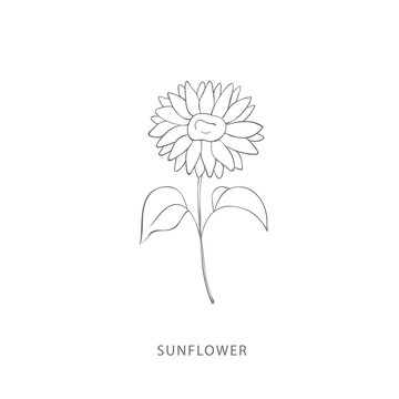 Hand drawn sunflower. Plant design elements.