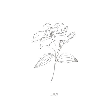 Hand drawn lily flower.Plant design elements.