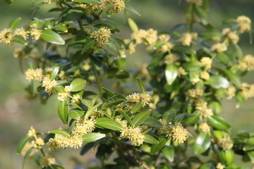 Perennial evergreen small ornamental tree yellow blooming