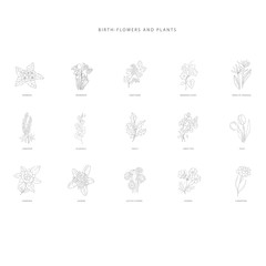 Set of hand drawn birth flower. Plant design elements.