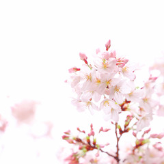 Obraz premium さくら