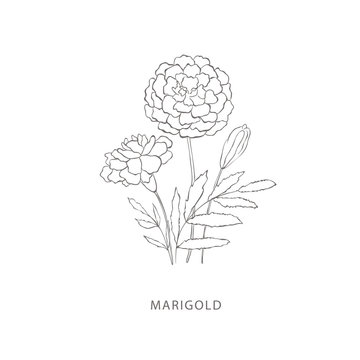 Hand drawn marigold flower.Plant design elements.