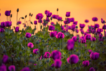 Violet poppies during the golden hours