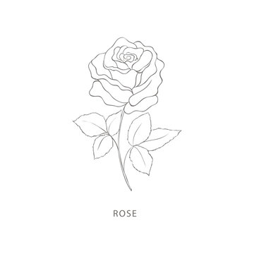 Hand drawn rose flower.Plant design elements.