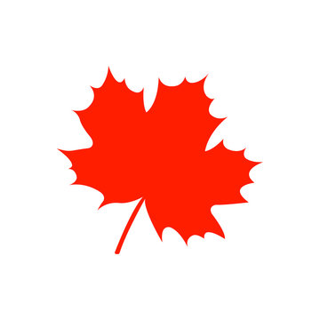 maple leaf autumn icon logo design vector