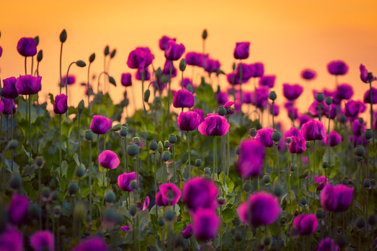 Violet poppies during the golden hours
