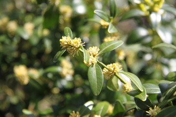 Perennial evergreen small ornamental tree yellow blooming