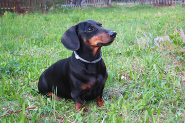 Domestic dog Dachshund in nature outside the city